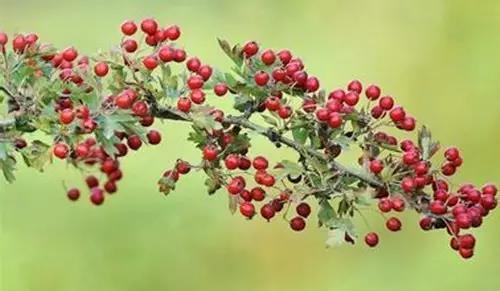 鸿运国际·(中国)最新官方网站